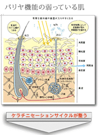 お肌のしくみ