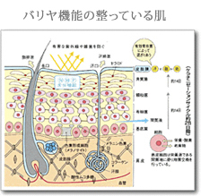 お肌の新陳代謝